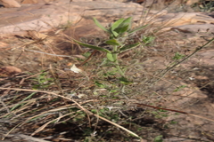 Andrographis glandulosa